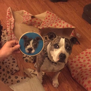 May include: A brown and white dog with a black collar looks at the camera. The dog is sitting on a wooden floor. A hand is holding a blue embroidery hoop with a picture of a dog's face inside.