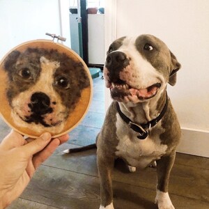 May include: A gray and white pit bull terrier dog sits on a wooden floor, looking at a circular embroidery hoop with a needlepoint portrait of a dog's face.
