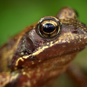 May include: Close-up of a brown frog with a golden eye. The frog has a textured skin and is looking directly at the camera.