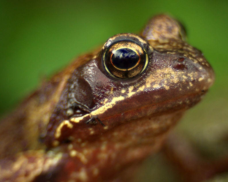 May include: Close-up of a brown frog with a golden eye. The frog has a textured skin and is looking directly at the camera.