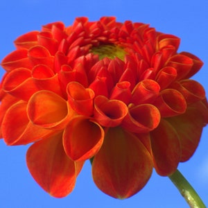 May include: A vibrant orange dahlia flower with ruffled petals against a bright blue sky.