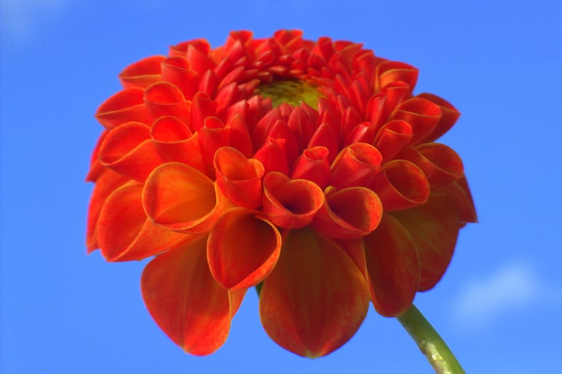May include: A vibrant orange dahlia flower with ruffled petals against a bright blue sky.