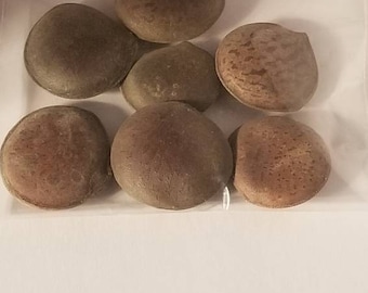 Habas De San Ignacio Saint Ignatius San Ignacio Bean Ignatious Bean 15 large beans