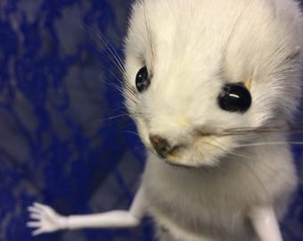 Téléchargement gratuit Images Bad Taxidermy Etsy actualisé par