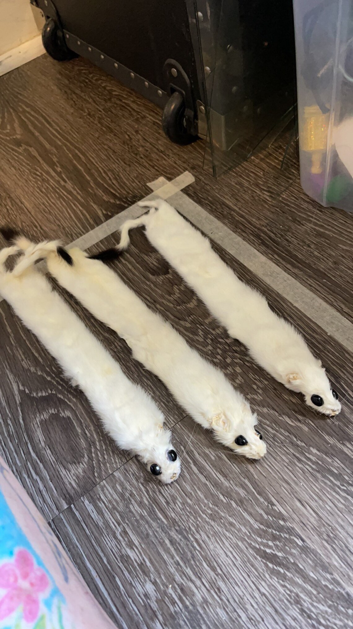 Weird Taxidermy the OG Ermine Slap Bracelet Etsy