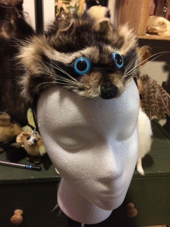 Weird Taxidermy: Custom REAL Raccoon 