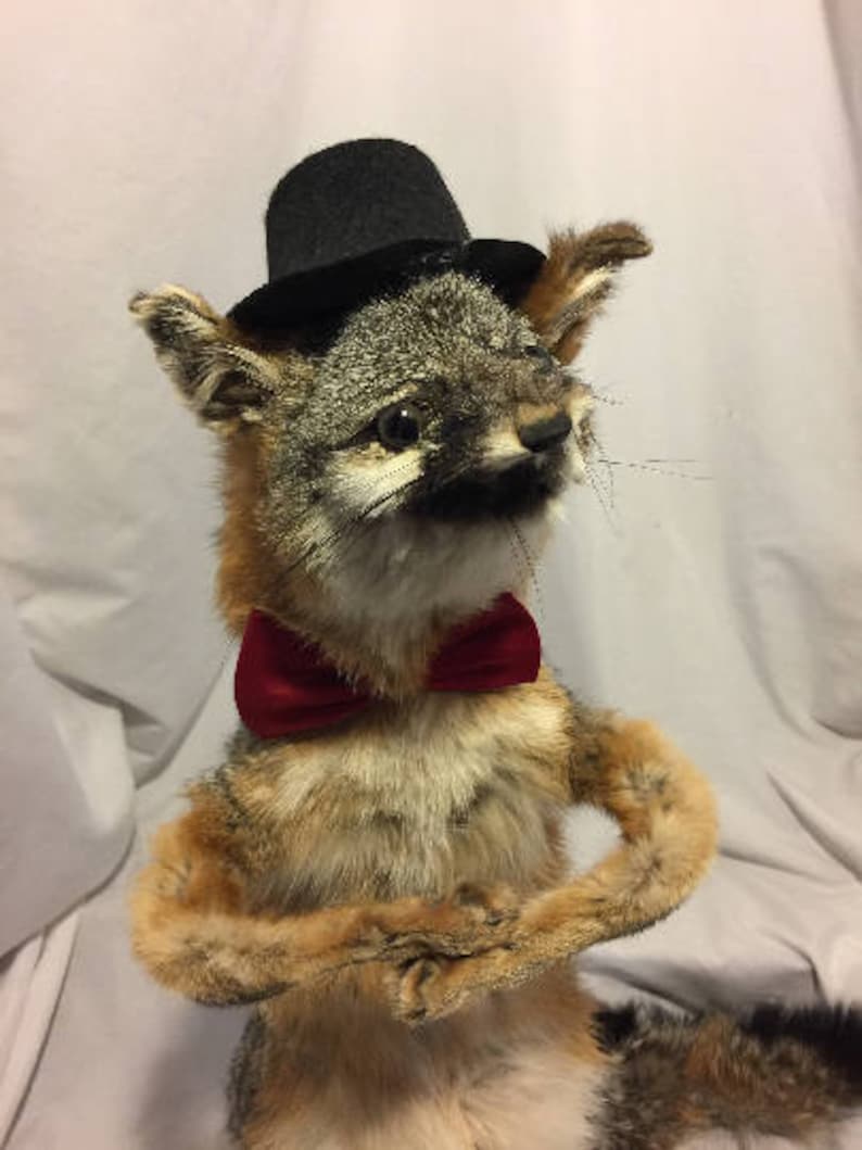 Weird Taxidermy Customizable Gray Fox Etsy