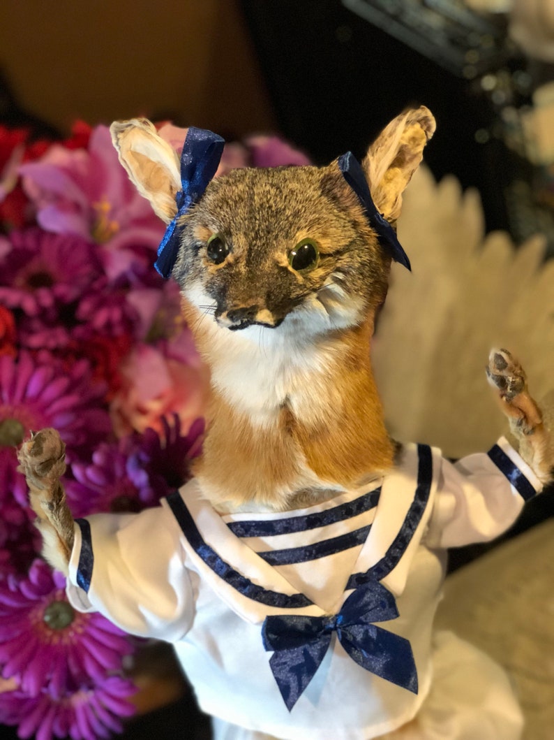 Weird Taxidermy FOX taxidermy mystery gift box Etsy