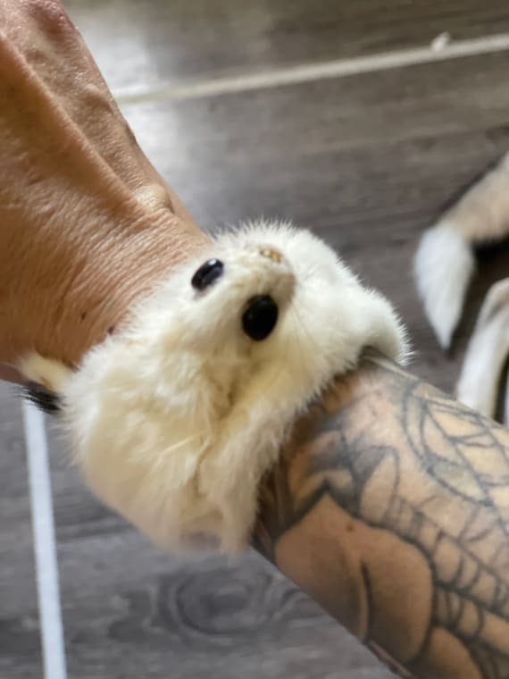 Weird Taxidermy: the OG Ermine Slap Bracelet - Etsy Weird Taxidermy: the OG Ermine Slap Bracelet - Etsy