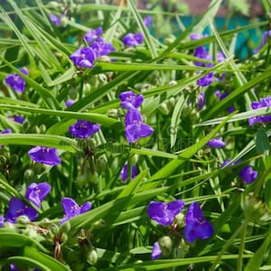 May include: Close-up of a cluster of purple flowers with three petals, surrounded by long, green blades of grass. The flowers are a vibrant shade of purple, and the grass is a bright green. The image is well-lit, with a natural, outdoor setting.