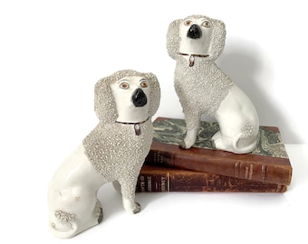 Perros Staffordshire ingleses antiguos, pelaje texturizado con rizos blancos color confeti, juego de pareja, patas delanteras abiertas y espaciadas