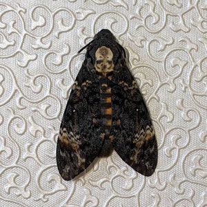 Death's Head Hawk-moth Acherontia Atropos image 3