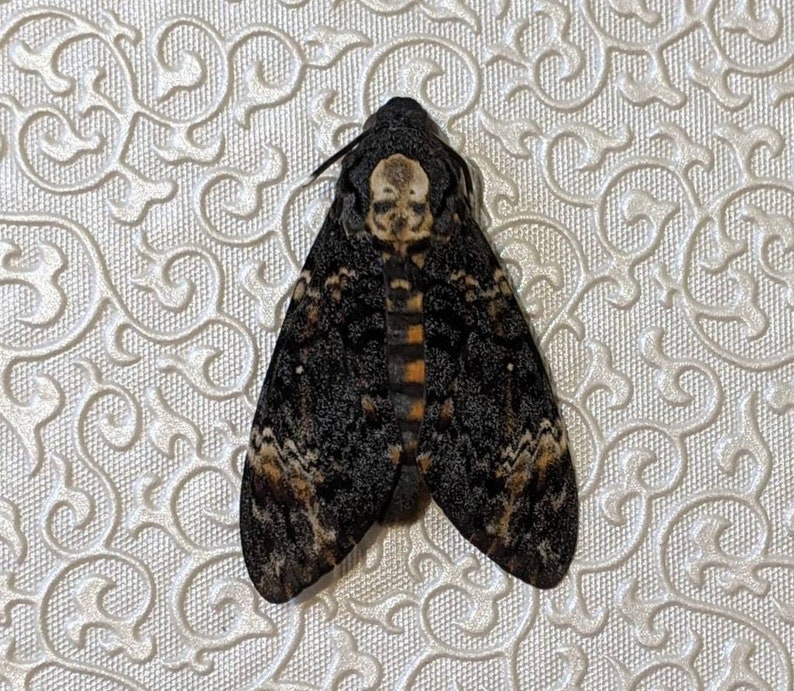 Death's Head Hawk-moth Acherontia Atropos image 3