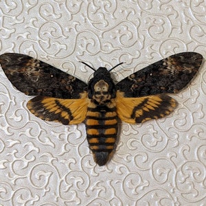 Death's Head Hawk-moth Acherontia Atropos image 2