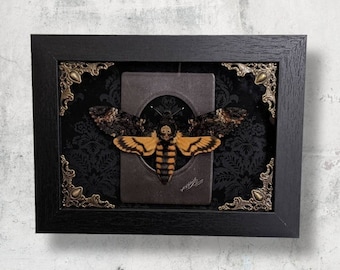 Death Head Moth Taxidermy Art - Made to Order