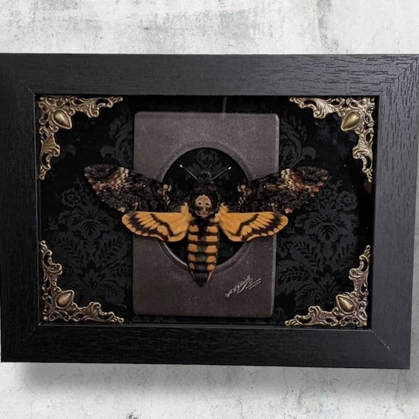 Death Head Moth Taxidermy Art - Made to Order