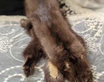 Taxidermy Mink - Etsy