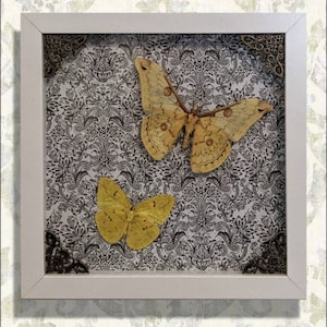 Saturn Moth and Butterfly Shadowbox Display