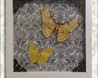 May include: A framed display of two butterflies, one with a light brown body and wings, and the other with a yellow body and wings. The butterflies are mounted on a black and white patterned background.