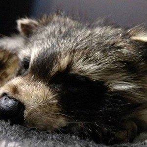 May include: A close-up of a sleeping raccoon. The raccoon has gray and brown fur, a black nose, and dark eyes. The raccoon is lying on a gray, fuzzy surface. The background is dark.