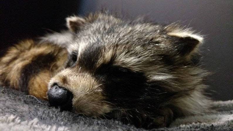 May include: A close-up of a sleeping raccoon. The raccoon has gray and brown fur, a black nose, and dark eyes. The raccoon is lying on a gray, fuzzy surface. The background is dark.