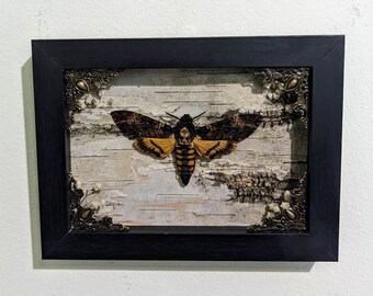 Real Death Head Moth Taxidermy Art Display