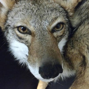 Coyote Soft Mount Commission