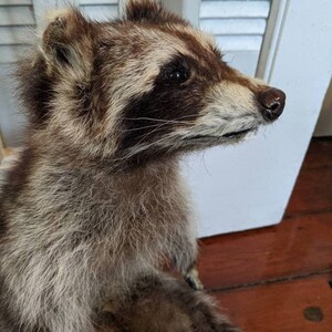 May include: Taxidermied raccoon with brown and gray fur, featuring a distinctive black mask around the eyes. The raccoon is posed in a seated position, with its head turned to the side. The fur appears soft and detailed.