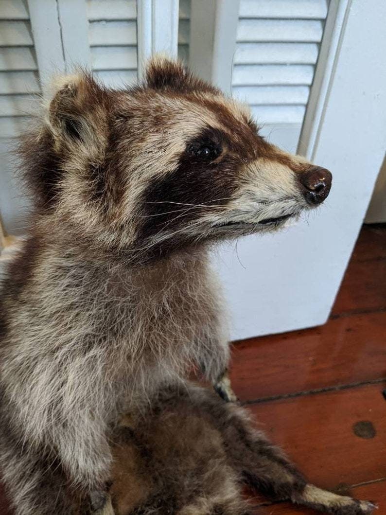 May include: Taxidermied raccoon with brown and gray fur, featuring a distinctive black mask around the eyes. The raccoon is posed in a seated position, with its head turned to the side. The fur appears soft and detailed.