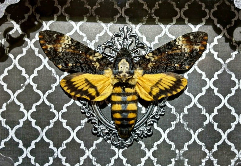 Death Head Moth Taxidermy Art Made to Order Etsy