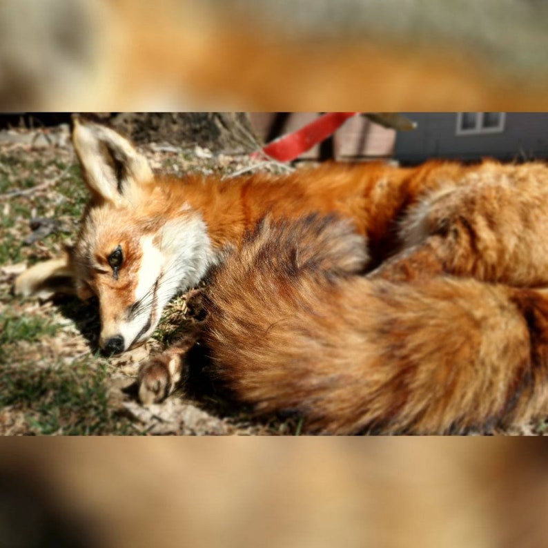 Może przedstawiać: Wypchany rudy lis z puszystym ogonem i spiczastymi uszami leży na ziemi. Lis ma białą pierś i pysk, z przymocowaną czerwoną smyczą. Sierść to mieszanka pomarańczowego, brązowego i białego.