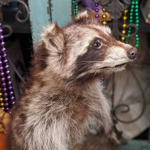 May include: A taxidermied raccoon with brown and gray fur, featuring a distinctive black mask around its eyes. The raccoon is posed in a semi-upright position, showcasing its fluffy fur and detailed facial features. Beads and decorative elements are in the background.