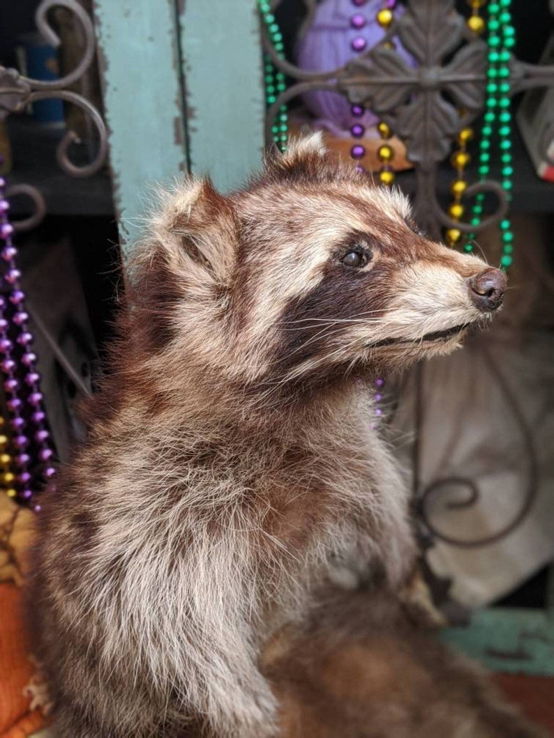 May include: A taxidermied raccoon with brown and gray fur, featuring a distinctive black mask around its eyes. The raccoon is posed in a semi-upright position, showcasing its fluffy fur and detailed facial features. Beads and decorative elements are in the background.