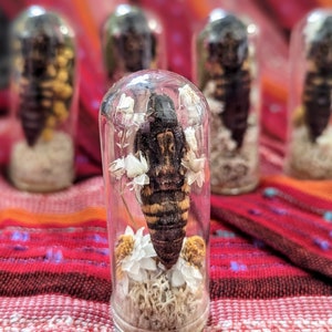 Death Head Moth Vial