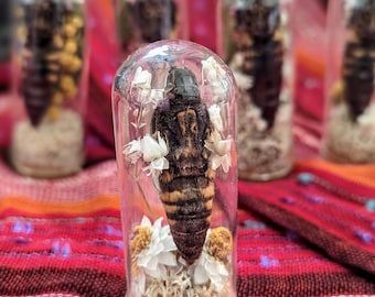 May include: Close-up of a glass vial containing a preserved insect with white flowers and brown moss. The insect has black and brown stripes and is positioned upright in the vial.