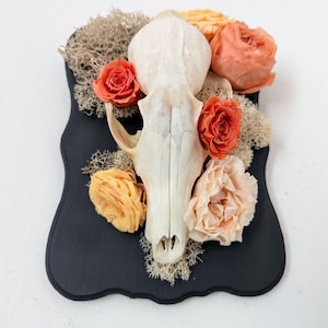 Red Fox Skull Wall Art