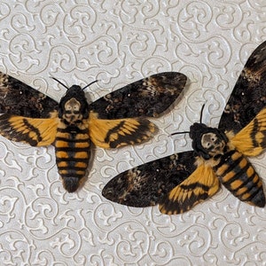 Death's Head Hawk-moth Acherontia Atropos image 1