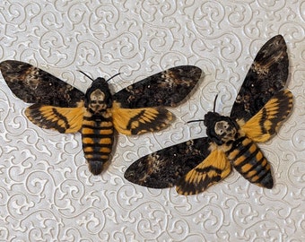 Death's Head Hawk-moth (Acherontia Atropos)