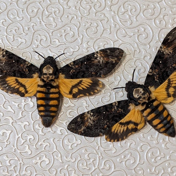 Death's Head Hawk-moth (Acherontia Atropos)
