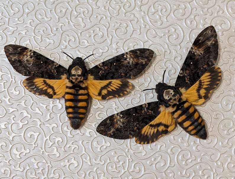 Death's Head Hawk-moth Acherontia Atropos image 1