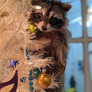 May include: A raccoon peeking out from a white Christmas tree decorated with ornaments and blue and gold beads. The raccoon has brown and gray fur and is looking directly at the viewer. A gold ornament is in the foreground.