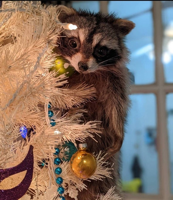 Raccoon Soft Mount Commission