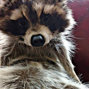 May include: Close-up of a raccoon with brown and gray fur, black eyes, and a black nose. The raccoon's fur is thick and fluffy, with a mix of light and dark shades. The animal is looking directly at the viewer.