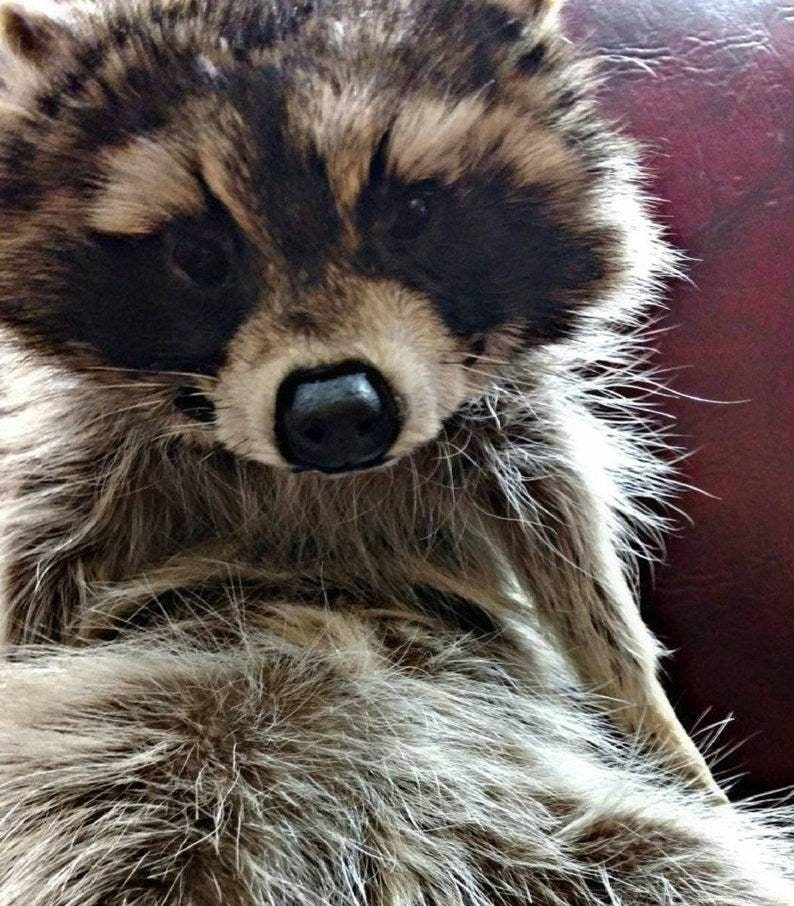 May include: Close-up of a raccoon with brown and gray fur, black eyes, and a black nose. The raccoon's fur is thick and fluffy, with a mix of light and dark shades. The animal is looking directly at the viewer.