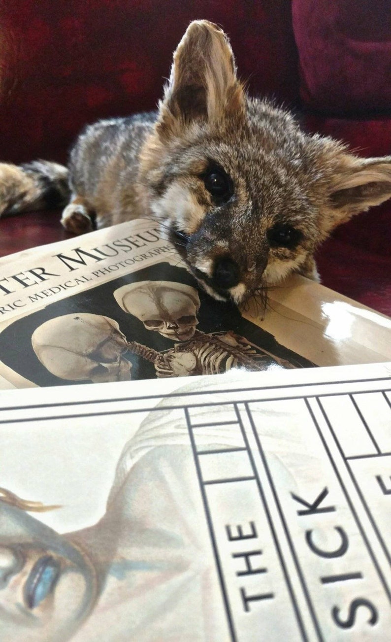 Może przedstawiać: Wypchany lis spoczywa na książce zatytułowanej "Walter Museum". Książka zawiera ilustracje szkielet&oacute;w i fotografii medycznej. Lis ma szare i brązowe futro.