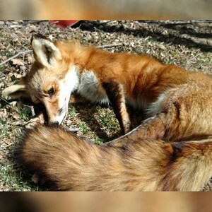 Może przedstawiać: Rudego lisa odpoczywającego na ziemi. Lis ma puszysty ogon i białą pierś. Sierść jest mieszanką czerwieni, pomarańczy i brązu. Lis leży na trawie i liściach.