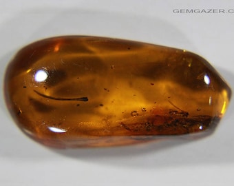 Amber cabochon with leaflet and fly inclusions, Dominican Republic. 3.90 carats / 0.78 grams.