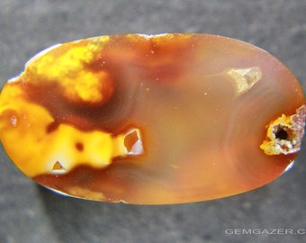 Tampa Bay Agatized fossil Coral cabochon, USA.  9.08 carats