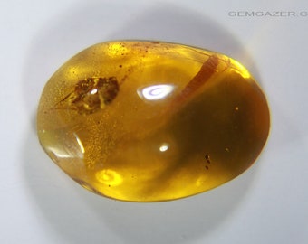 Amber cabochon with Beetle insect inclusion, Dominican Rpublic. 1.12 carats / 0.225 grams.