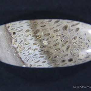 Fossil Fern cabochon, Brazilië.  53,81 karaat.